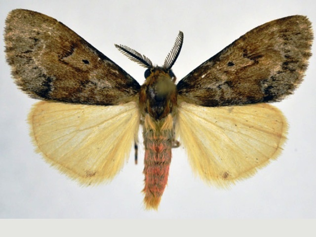 Rhypopteryx flavinotata